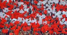 Stire din Sport : Dinamo fără conducere. Pe cine vrea să aducă Ionuț Negoiță în "Groapă"