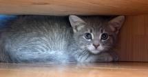 Stire din Actualitate : De ce pot prezice animalele cutremurele