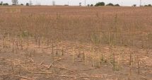 Stire din Economie : Probleme grave în agricultură. Culturile sunt compromise