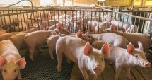 Stire din Economie : APIA eliberează adeverinţele pentru crescătorii de porci şi păsări care accesează credite bancare
