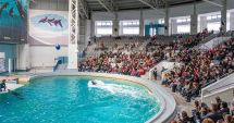 Stire din Social : Anchetă DNA la Delfinariu. Se investighează încasările ucrainenilor din spectacole
