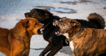 Stire din Eveniment : Un copilaș de doar doi ani din Medgidia a ajuns la spital după ce a fost mușcat de o haită de câini