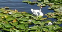 Stire din Social : Lacul cu nuferi din Neptun, colțul de liniște unde vara prinde altă culoare