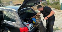 Stire din Eveniment : Acțiune cu forțe mărite, la Medgidia. Sute de vehicule au fost controlate