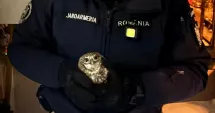 Stire din Eveniment : Apel neobișnuit la 112. O bufniță a intrat într-un apartament prin țeava de ventilație