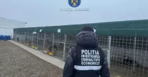 Stire din Eveniment : Percheziții la adăpostul de câini privat de la Suraia, după ce zeci de câini au fost uciși