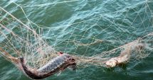 WWF: Braconajul, principala ameninţare pentru supravieţuirea sturionilor din Dunărea Inferioară