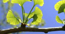 Stire din Sănătate : Ginkgo biloba - beneficii și reacții adverse