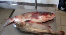 Stire din Eveniment : Peste 60 de kilograme de pește, transportate fără documente legale, confiscate de oamenii legii