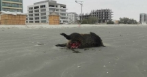 Stire din Social : IMAGINI ȘOCANTE! Porci mistreți morți și sfâșiați, pe plaja din Mamaia