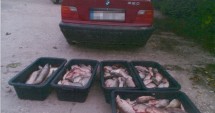Stire din Eveniment : Braconierii piscicoli, urmăriți din elicopter!