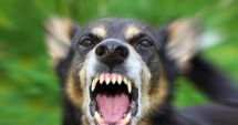 Stire din Eveniment : MUȘCATE DE CÂINI DE LUPTĂ SCĂPAȚI DIN CURTE! Una dintre victime a rămas fără un testicul, alta are piciorul sfârtecat