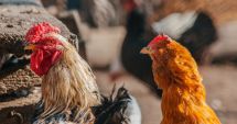 Cehia se confruntă cu cel mai mare focar de gripă aviară