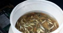 Stire din Eveniment : Captură a Gărzii de Coastă: zeci de kilograme de pește confiscat