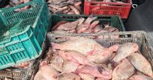 Stire din Eveniment : 110 kilograme de caras, găsite în mașina unui bărbat din localitatea Fântânele