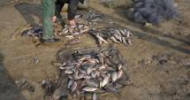 Stire din Eveniment : Braconajul piscicol, în floare în Dobrogea