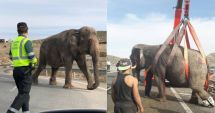 Stire din Eveniment : TERIBIL ACCIDENT! Autostradă blocată de elefanți evadați dintr-un camion răsturnat