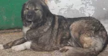 Stire din Eveniment : Ce amendă a primit un bărbat că a abandonat pe marginea drumului câinele abia adoptat