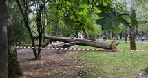 O femeie în vârstă de 82 de ani a ajuns la spital după ce un copac s-a prăbușit peste ea