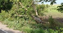 Stire din Social : FOTO / TORNADĂ LA NEGRU VODĂ! 12 COPACI AU FOST SMULȘI