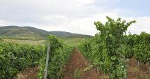 Stire din Economie : Declinul podgoriei Murfatlar. Activele, vândute pe bucăţi de lichidatorul judiciar