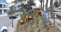 Stire din Social : Noi plantări de flori şi arbori, în diferite zone ale oraşului