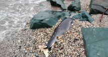 Stire din Social : A fost semnalat primul caz de delfin eșuat din acest an