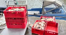 Stire din Eveniment : Oficial de la Garda de Coastă: sute de kilograme de pește pescuit ilegal, descoperite la Sulina