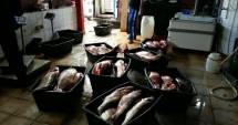 Stire din Eveniment : Captură impresionantă a Gărzii de Coastă: peste o tonă de pește