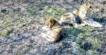 Stire din Eveniment : IMAGINI DE COȘMAR! Animale lăsate de izbeliște la zoo