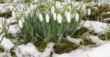 Stire din Actualitate : Vine sau nu vine primăvara? Prognoza meteo pe patru săptămâni