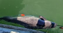 Stire din Eveniment : Sturioni și un delfin, capturați în plase ilegale întinse în Marea Neagră