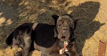 Stire din Eveniment : Polițiștii constănțeni au aplicat sancțiuni pentru nerespectarea legislației privind protecția animalelor