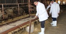Stire din Eveniment : Soartă cruntă pentru ovinele salvate de pe nava răsturnată! Iată ce se întâmplă cu ele!