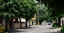 Stire din Social : Șoferi, atenție unde parcați! Muncitorii vor toaleta mai mulți arbori din Constanța