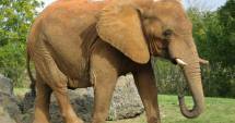 Stire din Actualitate : Cercetătoare moartă după ce a fost călcată în picioare de un elefant