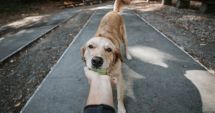Stire din Social : ALERTĂ 112! Câini omorâți, abandonați pe stradă! Ce spun polițiștii despre acest caz