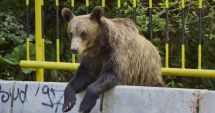Stire din Eveniment : Turist străin, atacat de urs în timp ce încerca să-l hrănească pe Transfăgărășan
