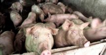 Stire din Social : Zeci de mii de porci, sacrificați după confirmarea virusului Pestei Porcine Africane într-o exploatație din Tulcea