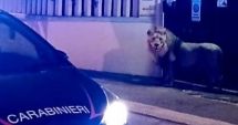 Stire din Actualitate : Panică lângă Roma: Un leu a scăpat de la circ și a umblat șapte ore pe străzi