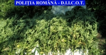 Stire din Eveniment : 6 tone de droguri confiscate în acest an