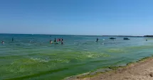 Stire din Social : Fenomen neplăcut pe litoralul românesc. Plajele, invadate de alge!