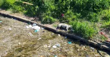 Stire din Social : Canalul din Satul de Vacanță, din nou focar de infecție! Mirosul este insuportabil