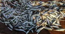 Stire din Actualitate : Marea Neagră, invadată de plastic. Ce ajunge în farfuriile noastre