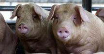 Stire din Actualitate : Peste o tonă de carne de porc din Ungaria, sub sechestru cu suspiciunea de infectare cu pesta porcină