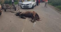 Stire din Eveniment : ACCIDENT GRAV la Constanța, provocat de un cal lăsat nesupravegheat