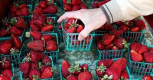 Stire din Actualitate : Ace în căpșunile de la supermarket. Scandalul ia amploare