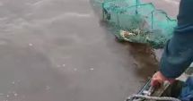 Stire din Social : Acțiune a Gărzii de Mediu pe Dunăre. Zeci de pești, eliberați în mediul natural