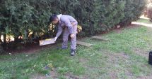 Stire din Social : Se reiau acțiunile de deratizare în Municipiul Constanța