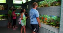 Stire din Cultură-Educație : Acvariul Constanța întâmpină turiștii cu peștii Arowana